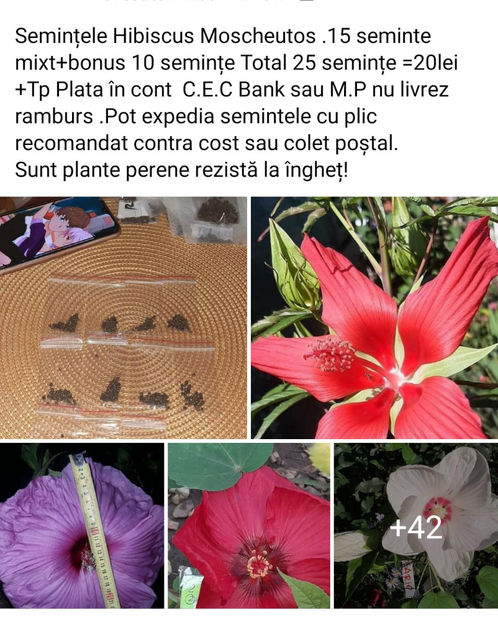  - 00-De vanzare seminte hibiscus moscheutos pachet mixt