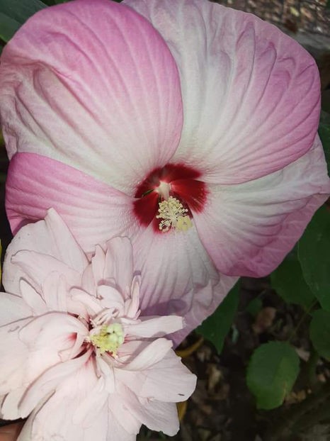  - 00-De vanzare seminte hibiscus moscheutos pachet mixt