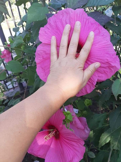  - 00-De vanzare seminte hibiscus moscheutos pachet mixt