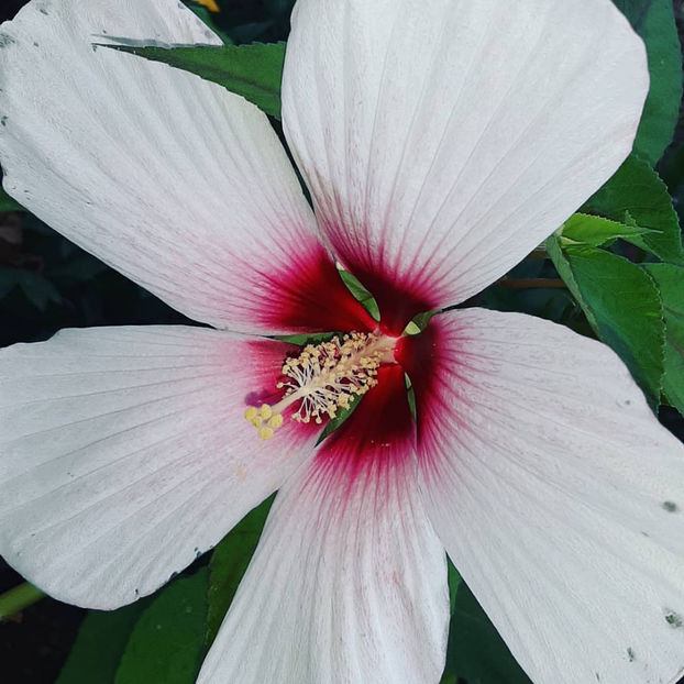  - 00-De vanzare seminte hibiscus moscheutos pachet mixt