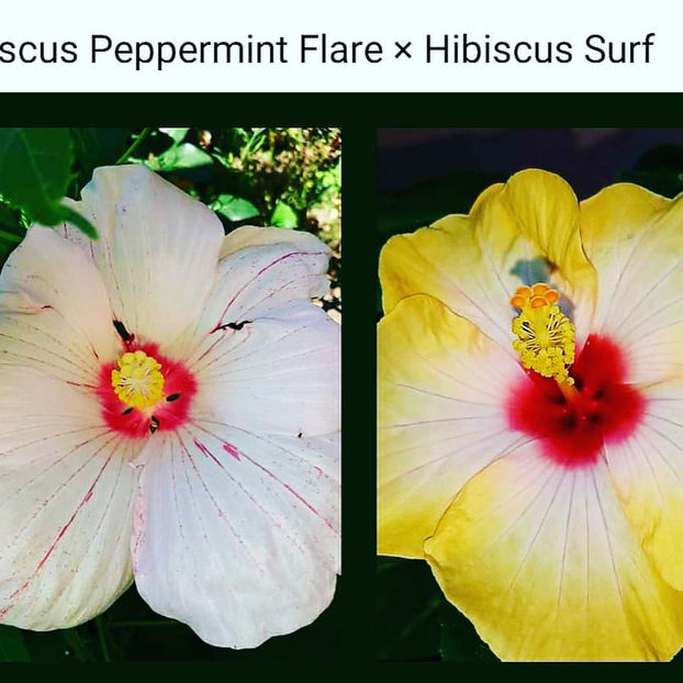  - 00-De vanzare seminte hibiscus moscheutos pachet mixt