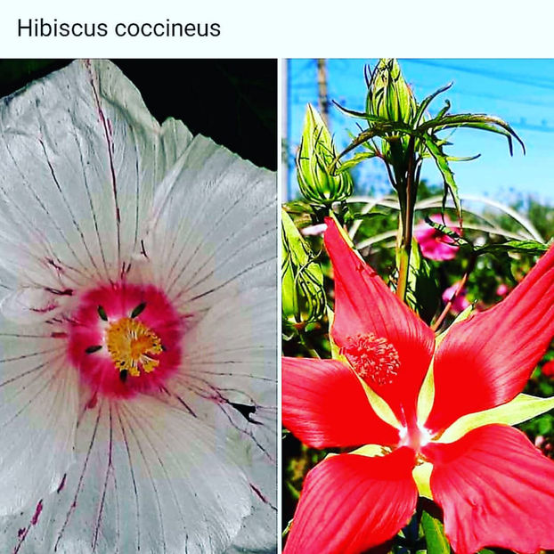  - 00-De vanzare seminte hibiscus moscheutos pachet mixt