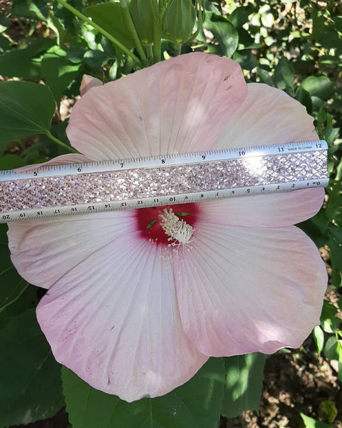  - 00-De vanzare seminte hibiscus moscheutos pachet mixt