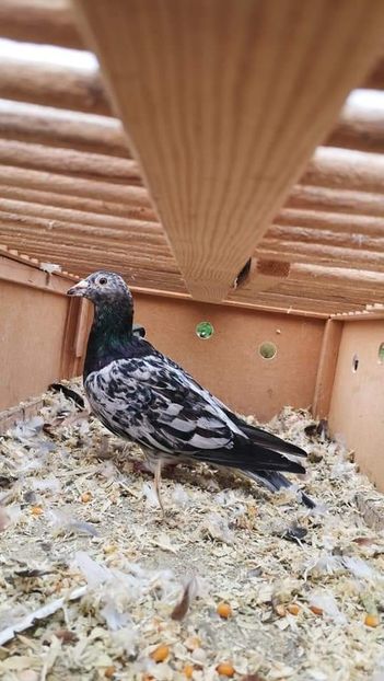  - NU IMI APARTIN ALBUM NR 2