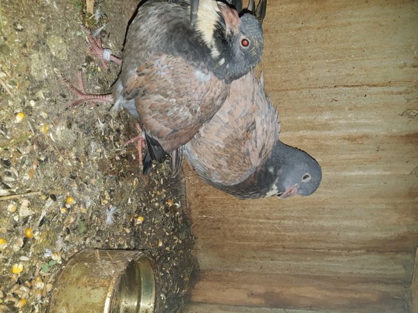 Pui - Porumbei de ornament