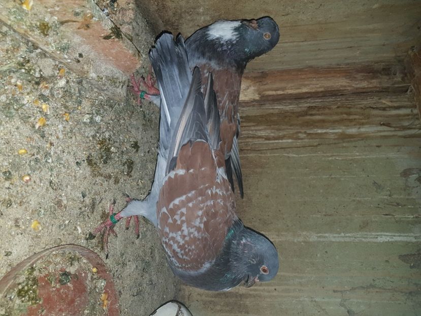 Cauchois - Porumbei de ornament