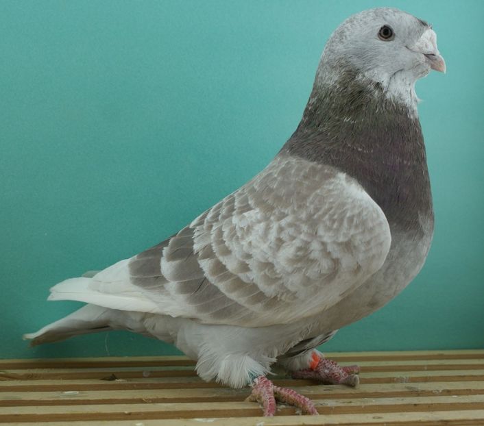 femela 2019 - Noiembrie 2020