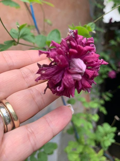 DD390B13-6F74-420D-83D8-8E1EB0CC2538 - Clematis