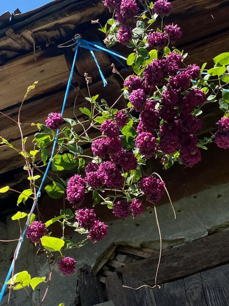 FBCB821A-72E6-4273-B63A-912B35B09881 - Clematis