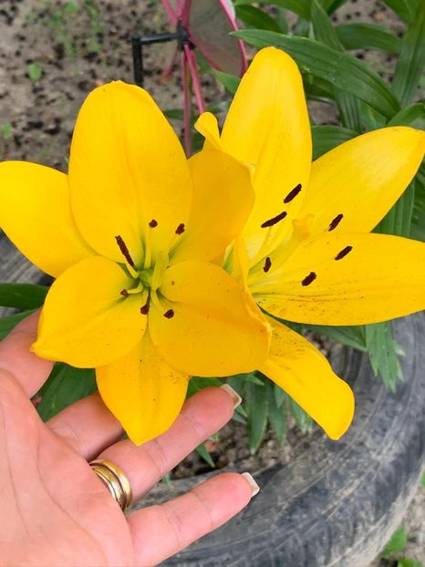 05707694-D863-48F5-A17A-32A5BAFCC287 - Crini