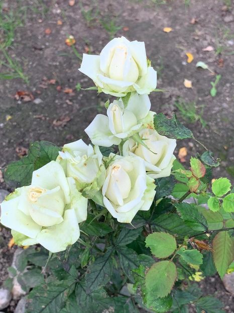 1F218DFD-5823-4CEA-AE00-34C4E73429C7 - Trandafiri