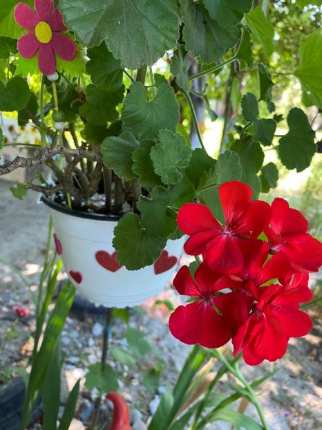 7D09B5F5-3B2A-4612-8E4B-3110D90EEAB9 - Muscate