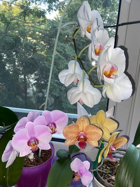 03DC6BD4-F583-4B62-B952-74981C3C34E0 - Orhidee