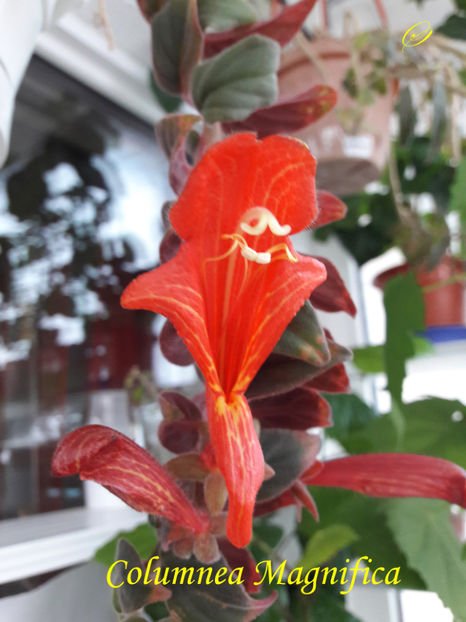 Columnea Magnifica(16-XI-2020) - Gesneriaceae 2020