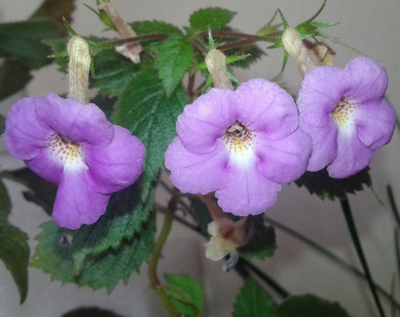 Camille Brozzoni - 2020- ACHIMENES