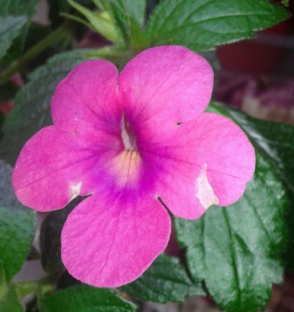 Jewel Pink - 2020- ACHIMENES