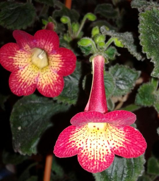 Smithiantha XA. Northwoods Sumburst. - 2020- ACHIMENES