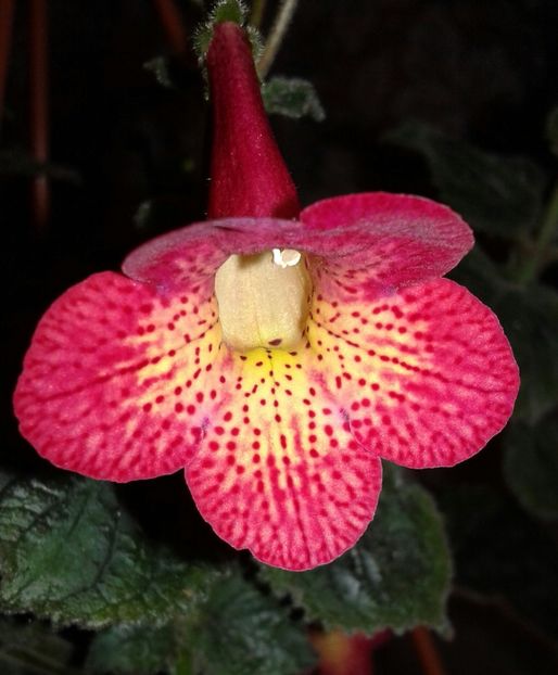 Smithiantha XA. Northwoods Sumburst - 2020- ACHIMENES
