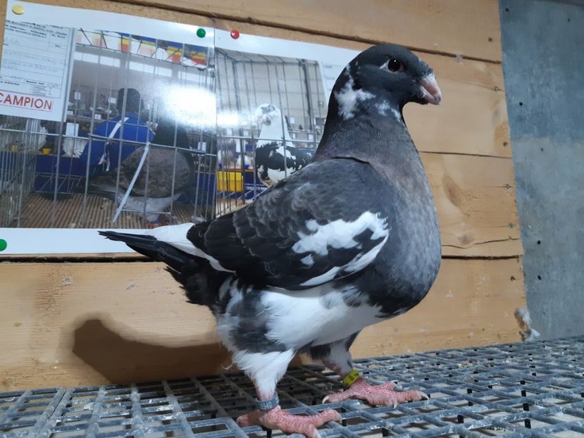  - -- Contact -- 0740512028