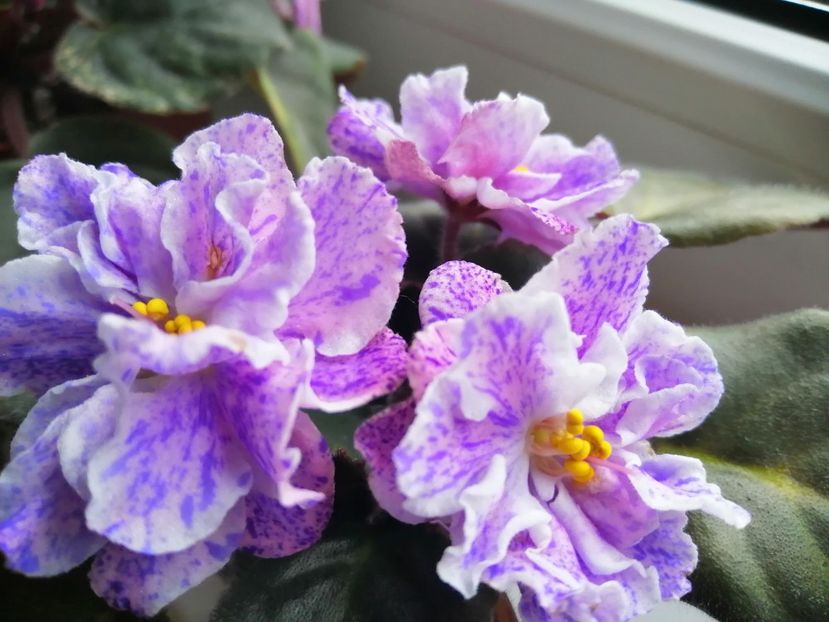  - Rs Morskaya Princessa