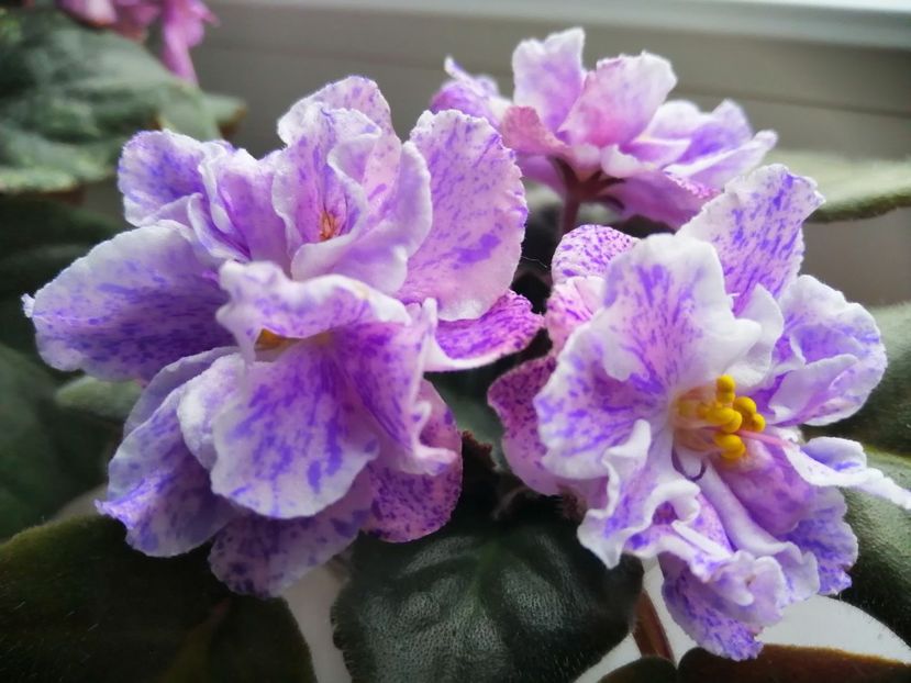  - Rs Morskaya Princessa