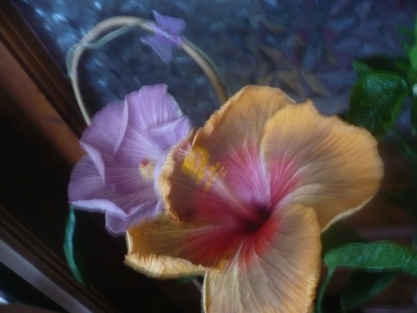 P1470163 - HIBISCUSI 2020-5