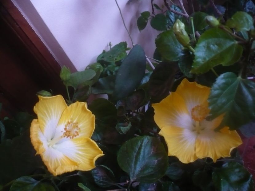 P1470165 - HIBISCUSI 2020-5