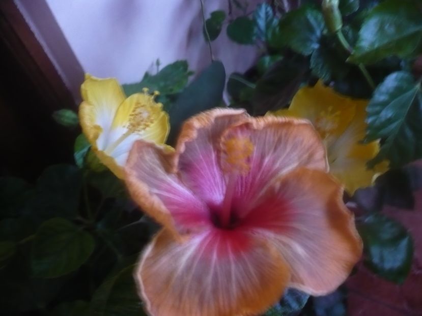 P1470166 - HIBISCUSI 2020-5