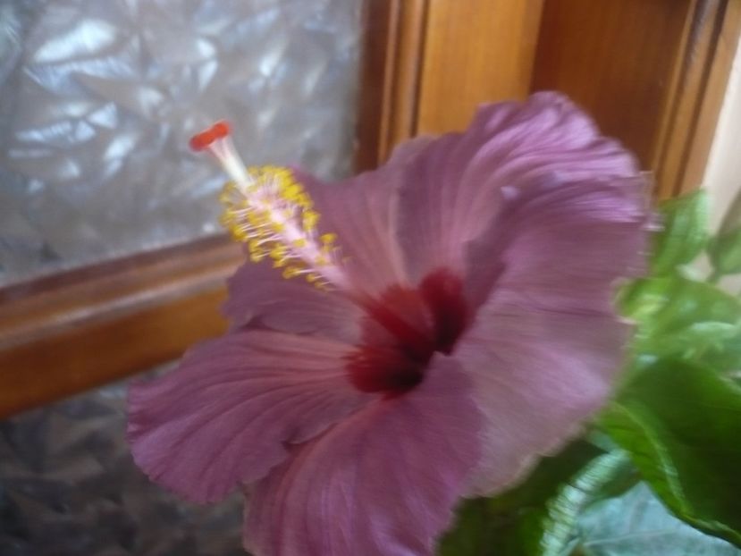 P1470167 - HIBISCUSI 2020-5