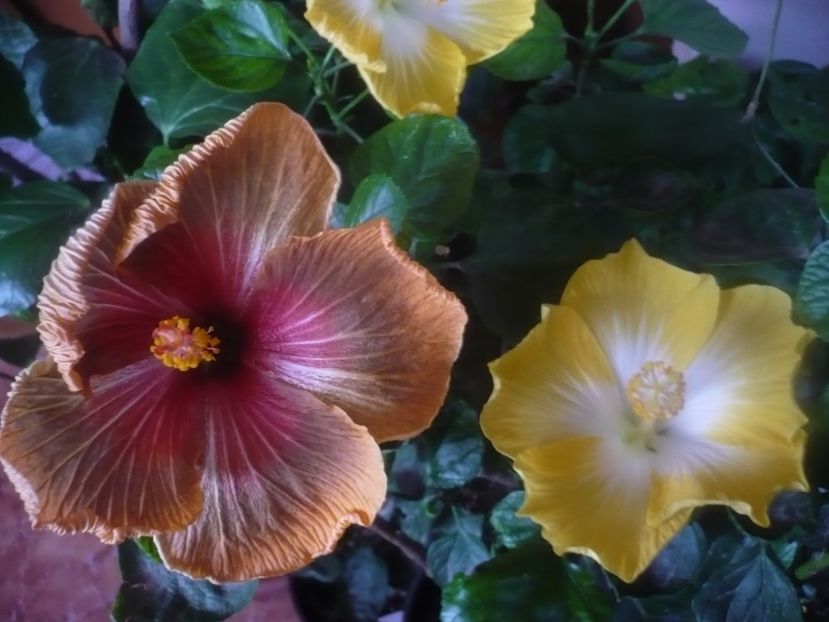 P1470173 - HIBISCUSI 2020-5