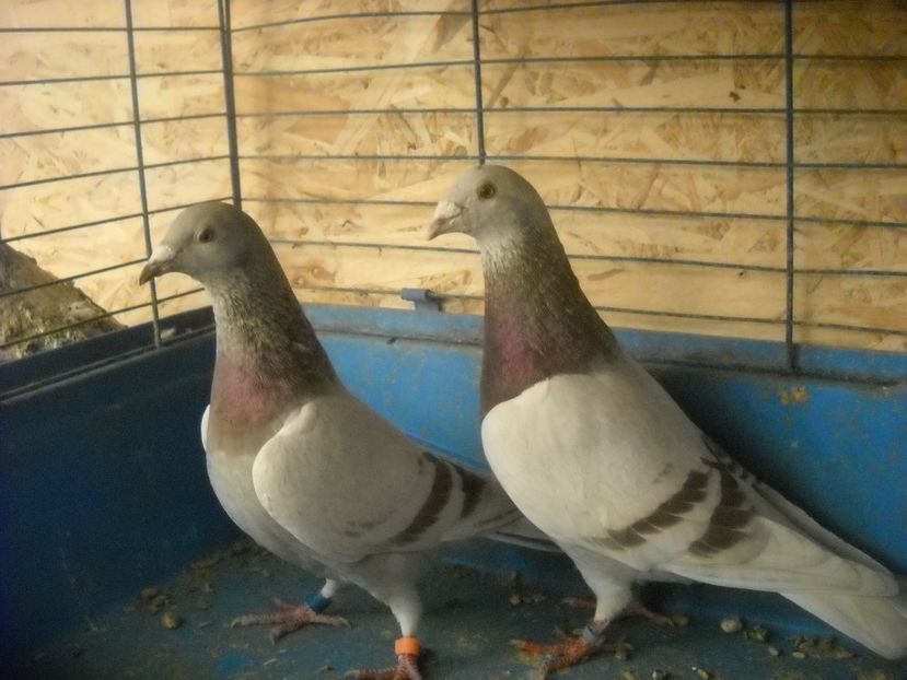 8 - UNDEVA IN SUCEAVA arhiva