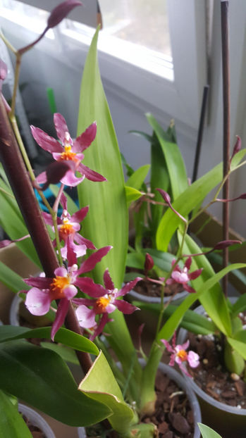 oncidium "katrin zoch mieke" - Orhidee_4_simpodiale cu pseudobulbi