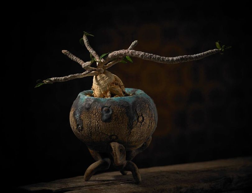 Mark Follon - Euphorbia ambovombensis - Vase - aranjamente - accesorii