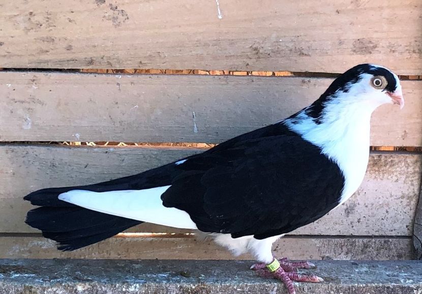 femelă  2017 - Plecați ALBUM 3