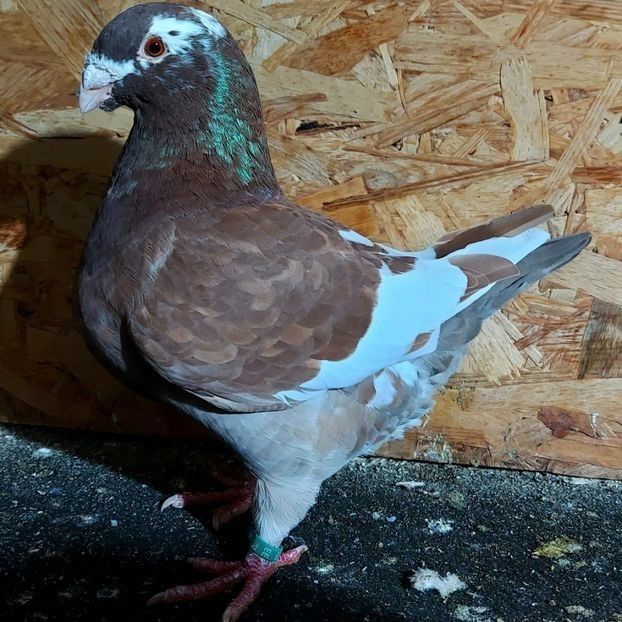  - 3---AGH DAȚI 2019 - 2025