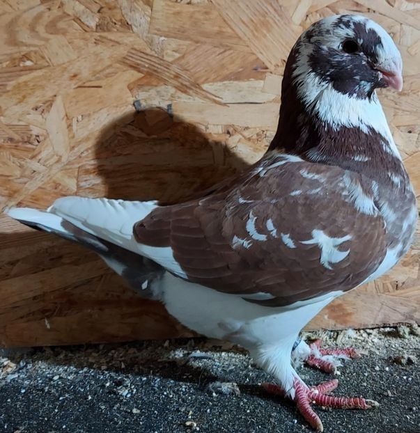  - 3---AGH DAȚI 2019 - 2025