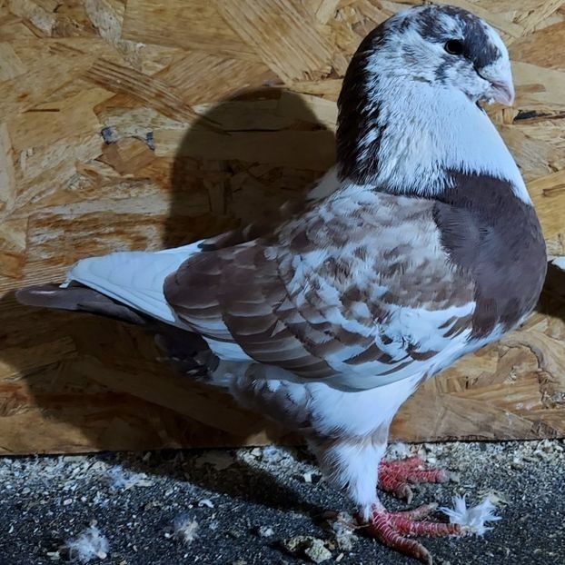  - 3---AGH DAȚI 2019 - 2025