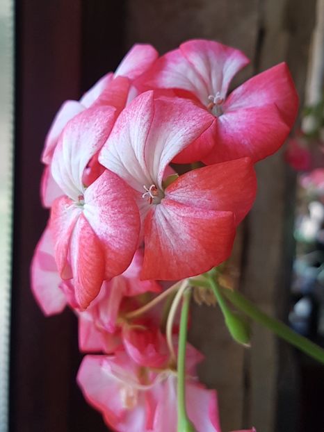 Yvonne - Muscate de colectie 2020