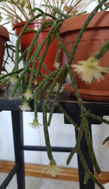  - Rhipsalis pilocarpa