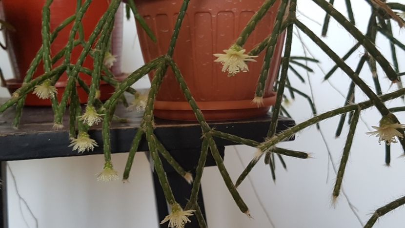  - Rhipsalis pilocarpa