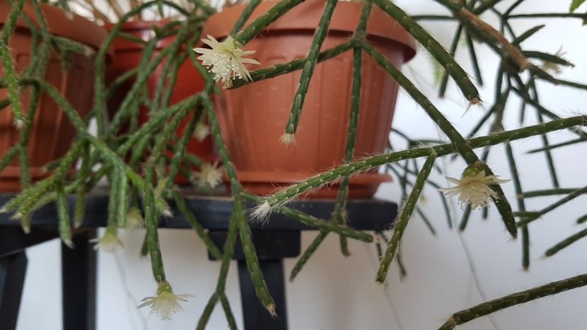  - Rhipsalis pilocarpa