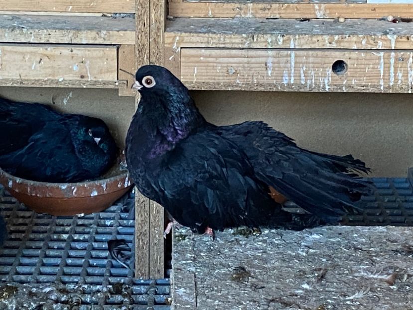 9EDD902B-49B0-48B1-A3D9-7C6A88D1FC1E - Negri turci