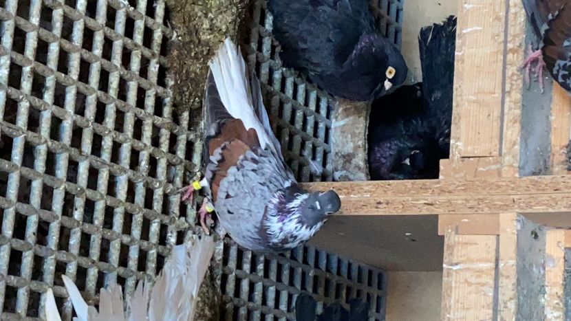 265AEB6F-DE93-417A-B43C-05A16A2976CD - Vargati codalbi