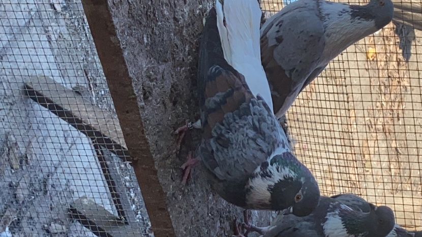 8D5C1139-6ED0-4837-918A-3719589DE60B - Vargati codalbi