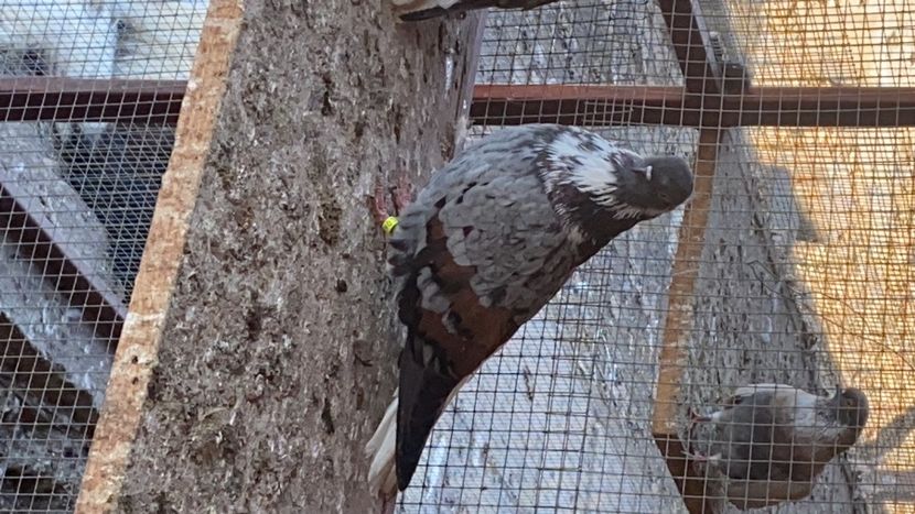 439F9569-5C60-4E2C-B665-EA70613F0A15 - Vargati codalbi