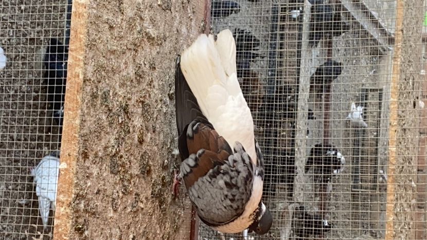 76A69145-9CDE-4AD6-A068-9670DE19EB98 - Vargati codalbi