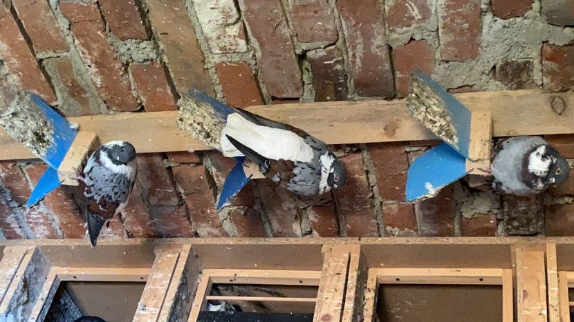 865DFAF2-1F95-4400-BAF4-60CD91783835 - Vargati codalbi