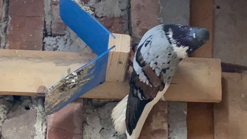 4F10CE56-0B96-4F4E-8EDD-828DC0E34623 - Vargati codalbi