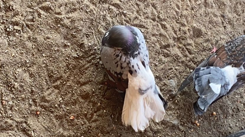 BC73D04D-6354-4731-9E43-DE04899EFDF1 - Vargati codalbi