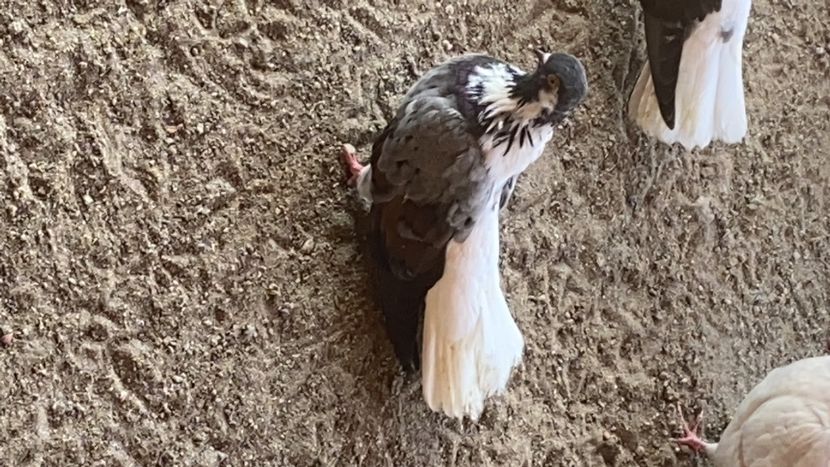 608428FA-4D08-4F5E-8C83-6C5AA8B6953D - Vargati codalbi